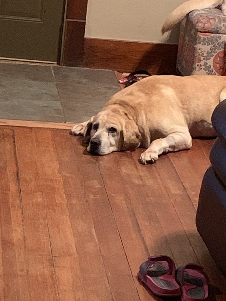 This is Scratch. He’s not like other dogs. He doesn’t bark,fetch, or roll over. He simply wants to be loved and he deserves the World.