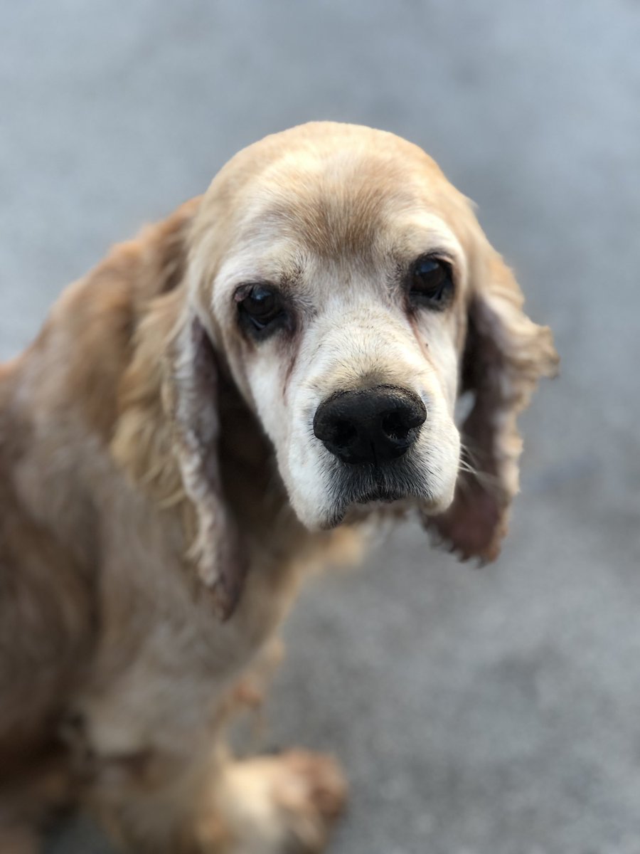 kathyavm1's tweet photo. Mis perros son los más hermosos del mundo! 😍🥰💕 https://t.co/qFaE7KCNQ2
