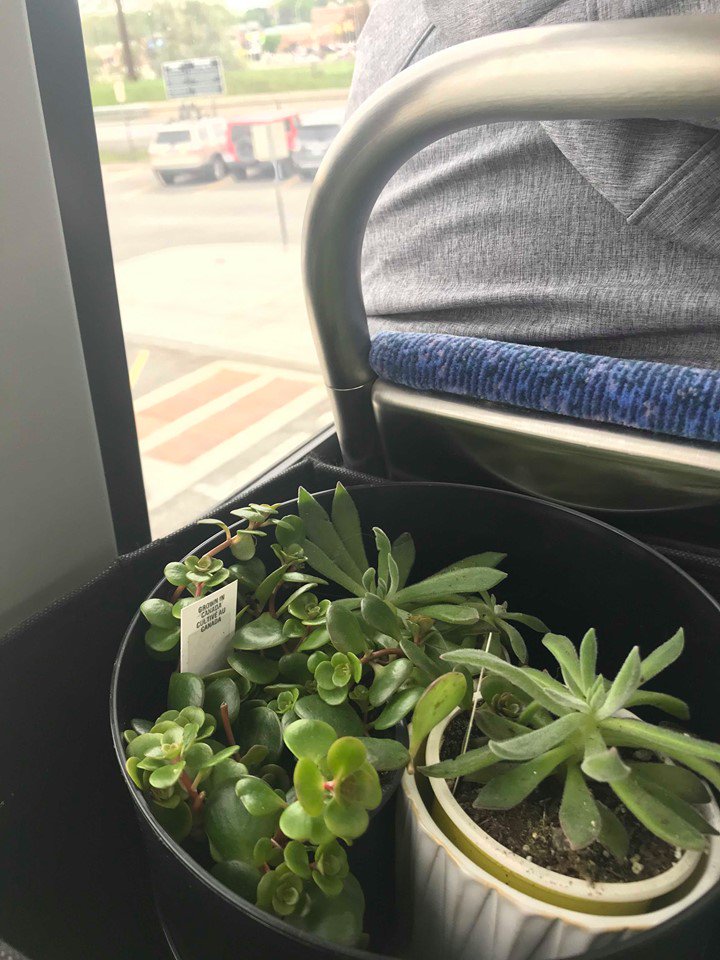 uoEnvironment's tweet photo. .@uoEnvironment joined @UNEnvironment's #WorldEnvironmentDay Mask Challenge! Today, we added plants into our office to improve the quality of air, and some of us have run or taken public transit to get to work to reduce our greenhouse gas emissions! #BeatAirPollution https://t.co/Ts0CQlrhVW