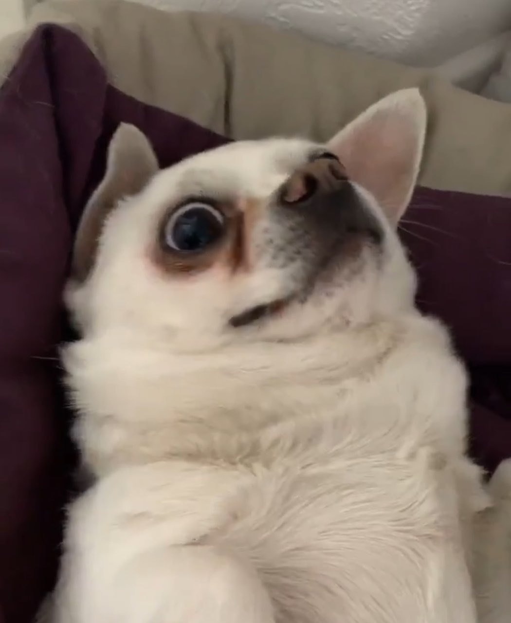 Себек порода