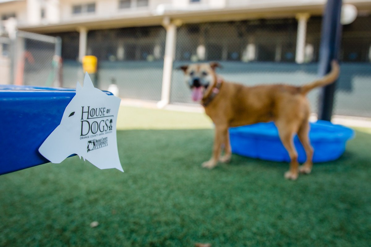 OCAS_Orlando's tweet photo. Adoptions are here! 🐾 Once you submit an adoption application, when you come to pick up your fur-ever friend, you will be able to claim your house title! #HouseOfDogs #HouseOfCats #OrangeCountyAnimalServices https://t.co/xagxwwvD4A