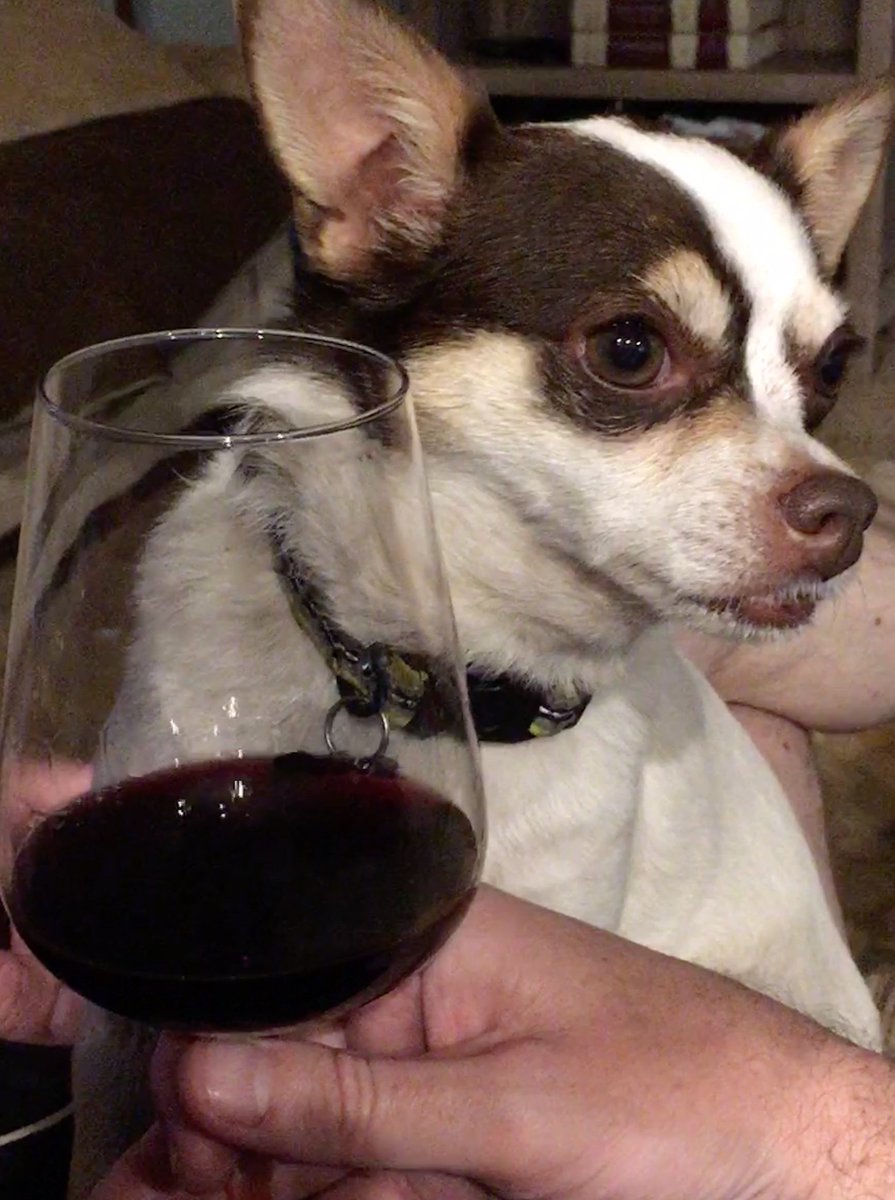 mrmalbec1's tweet photo. #Chihuahua and #Mendoza meet.  Hazel eyes a glass of #Malbec.

Happy #winewednesday everyone. https://t.co/yaTu3VPnd2