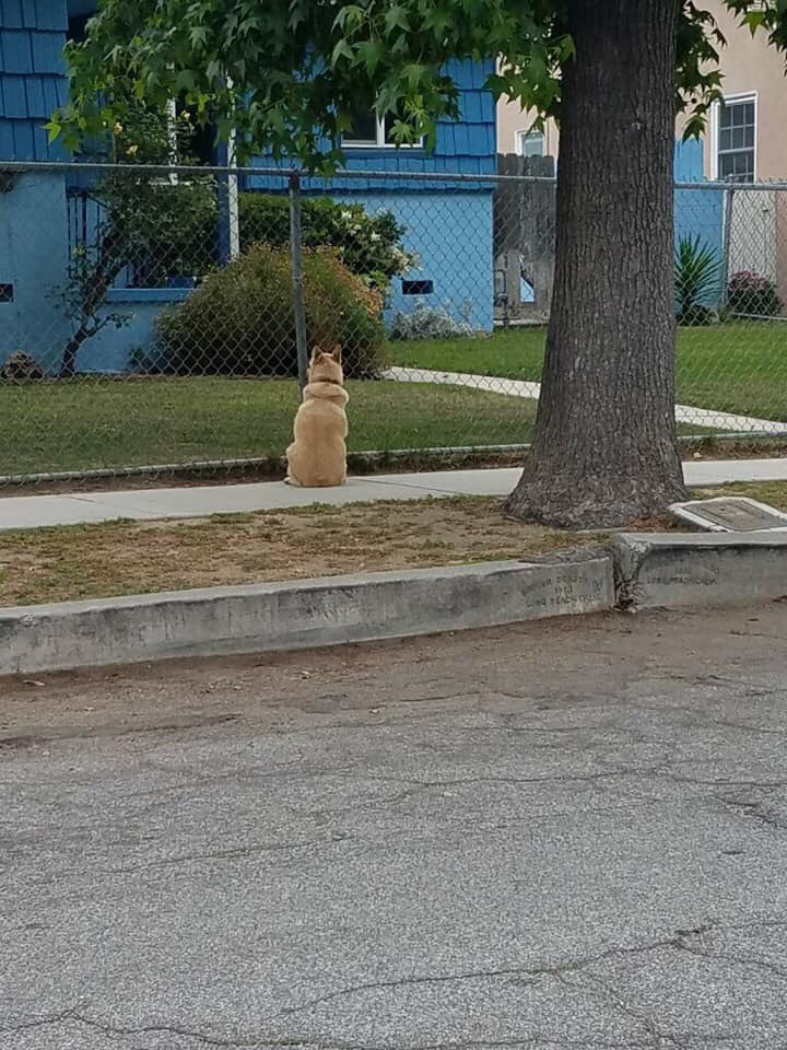 bobdobalina's tweet image. Mom was in hospital.  Be the kind of person neighbor dogs wait for.  #mom #love #DogsKnow