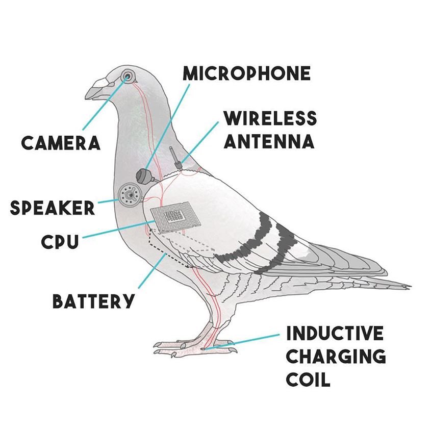 Pigeon drone with labeled parts called camera, speaker, cpu, battery, inductive charging coil, microphone, and wireless antenna