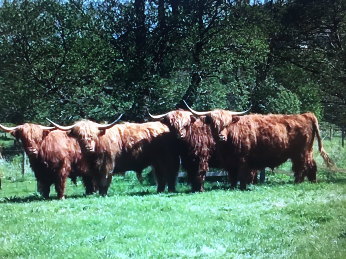 MeatNaturally's tweet image. We are very excited to offer beef from this special herd of Highland Cattle from Rhug Organic in North Wales.