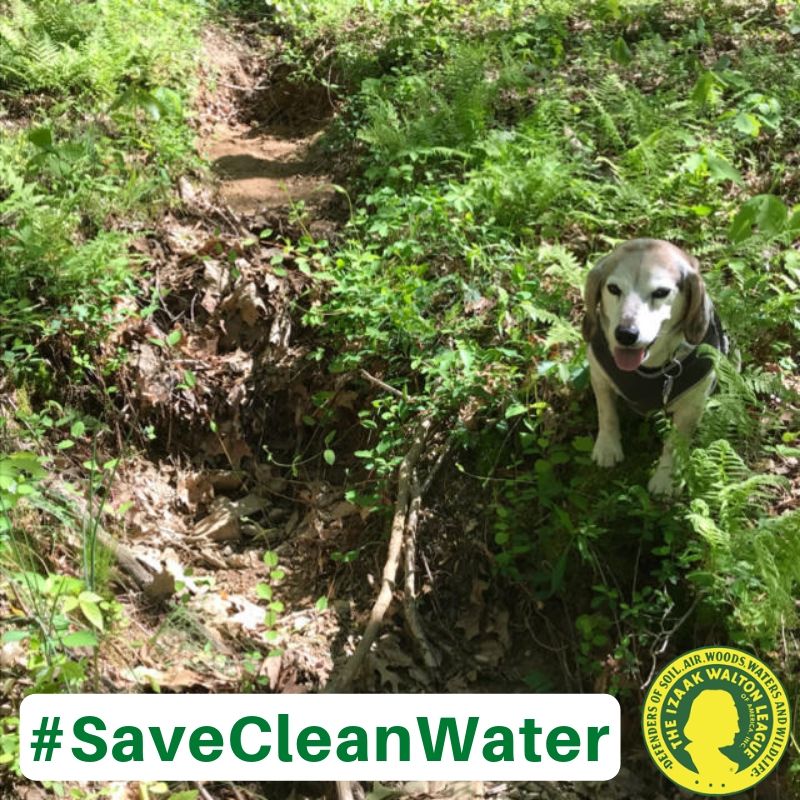 IWLA_org's tweet photo. Is this a stream...? YES! But it only flows when there's rain. #Streams like this could lose protection under a new #EPA rule – even though when they DO flow, they can carry #pollution to larger #rivers. Show us a tiny #stream near you. #SaveCleanWater #WaterWednesday https://t.co/NPfhGgeuGq