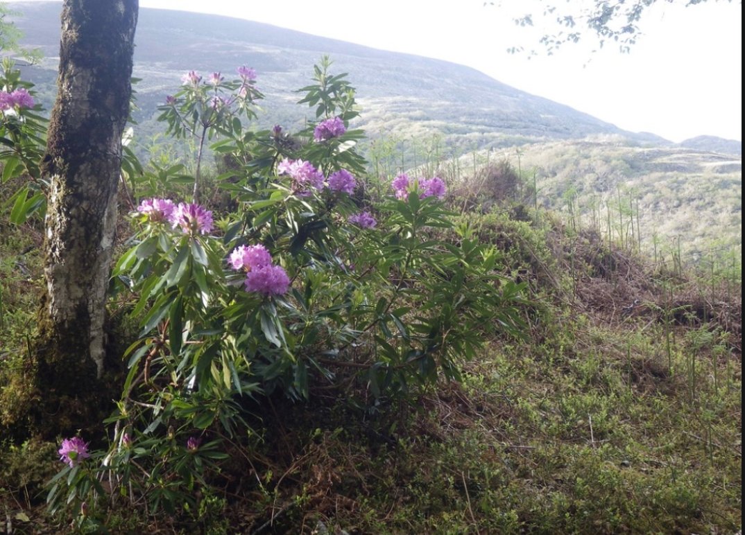 Groundwork On Twitter Worldenvironmentday Killarney National