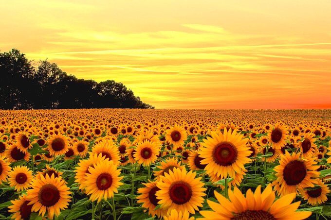 sunflowerlust tweet picture