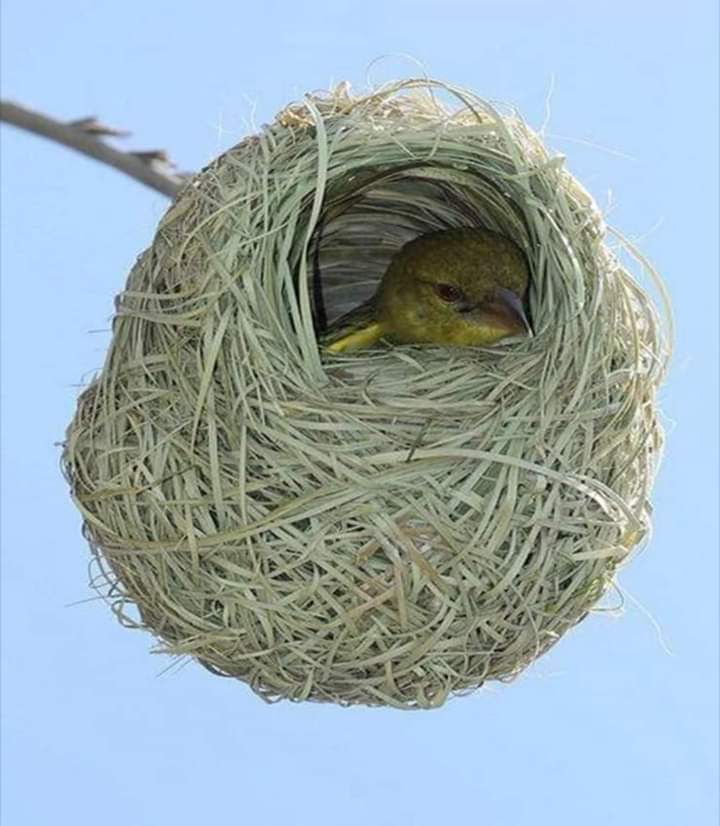Sevgiyle, merhametle, şefkatle,
İlle de AŞK ile örülen yuva;
Sağlamdır, güzeldir, hoştur.
Çalıdan çırpıdan oluşsa da...

#HayırlıBayramlar