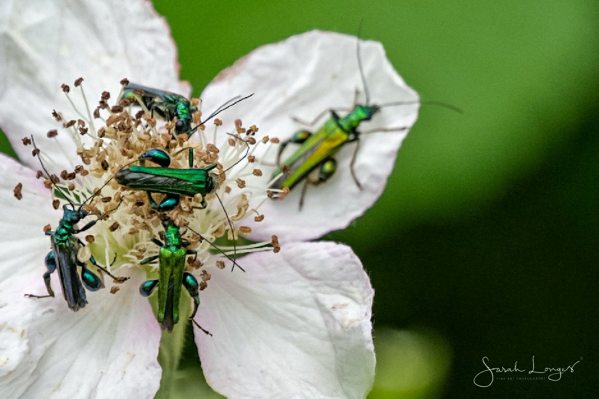 MiradorDesign's tweet photo. 5th of June #30DaysWild with @wildlondonpics at @southeastNT #DenbiesHillside 😁 Flowers and grasses bring a wide variety of insects! https://t.co/xa6nu3w6TS