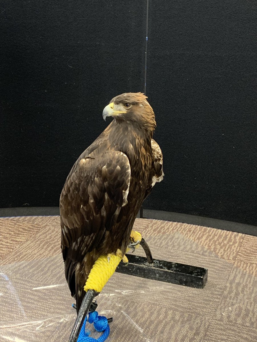 AltaLink tweet media