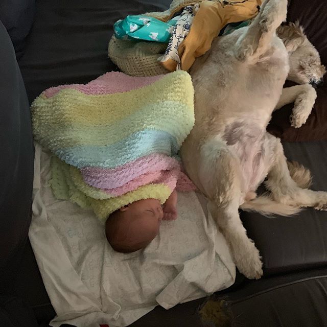 mattmcintyre123's tweet photo. BFF’s and Snuggle Buddies ❤️ #rainyday #naptime #bff https://t.co/GKv1mjoI8P https://t.co/ECL5akBrOg