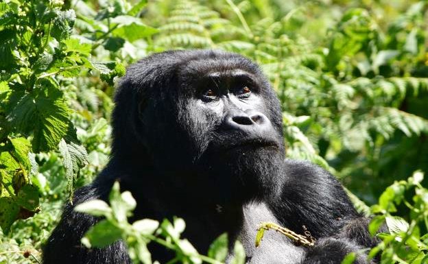 AACSafari's tweet photo. Want to go on a safari later this summer?
Consider our "Primates &amp; Plains" trip to the Uganda and Rwanda. All our group departures are sold out - except for 3 spaces on our August 26th departure!
Click the link below to see full itinerary:
https://t.co/m9lqFXmS24 https://t.co/KSqtdYasnU