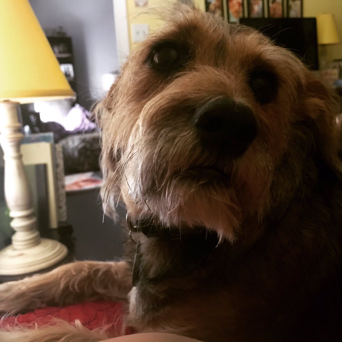 shan_richard's tweet photo. When you come home for your break and someone just wants snuggles. #teddsters #bestbreak #rescuedogsofinstagram https://t.co/qD0EPuQMVR