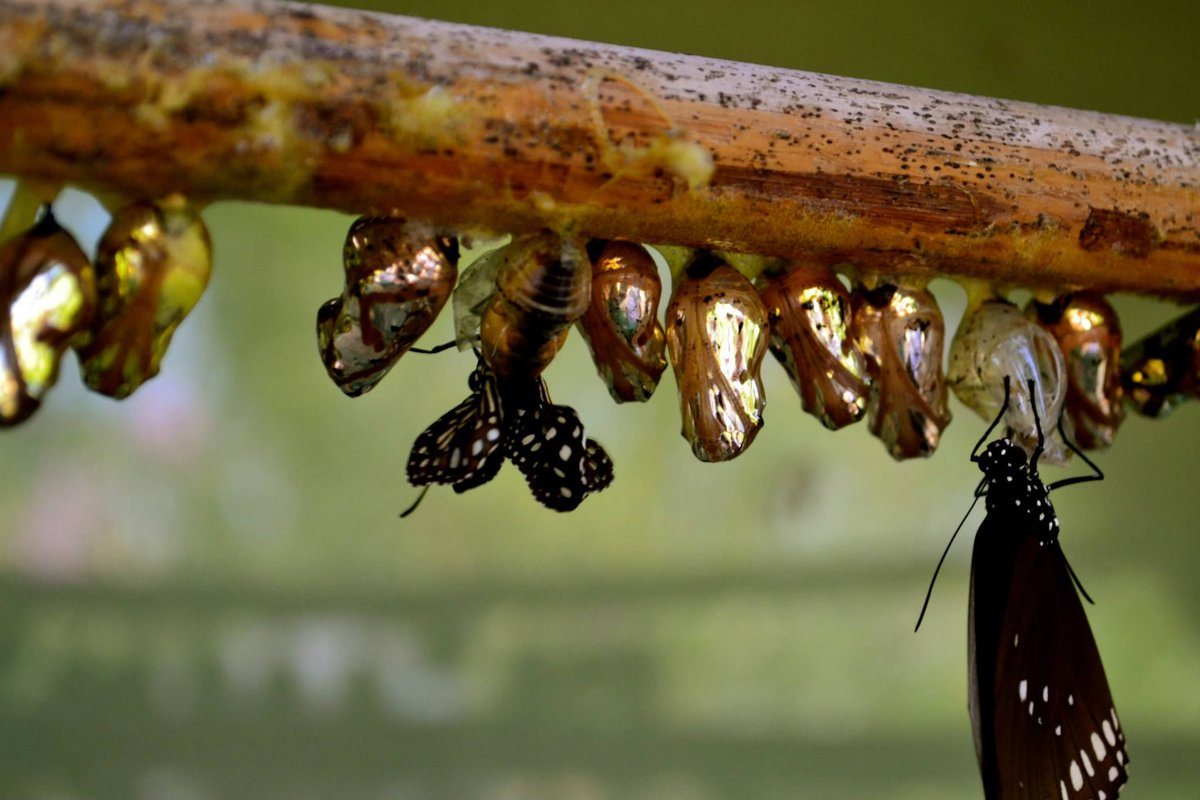 TwilightVisuals's tweet image. No matter how old you are you are always growing. We live by that here at Twilight Visuals as we know we can always grow further in our field. We learn something new each and every time we pick up a camera and there's nothing wrong with that🐛 🦋 #twilightvisuals #goldcocoons