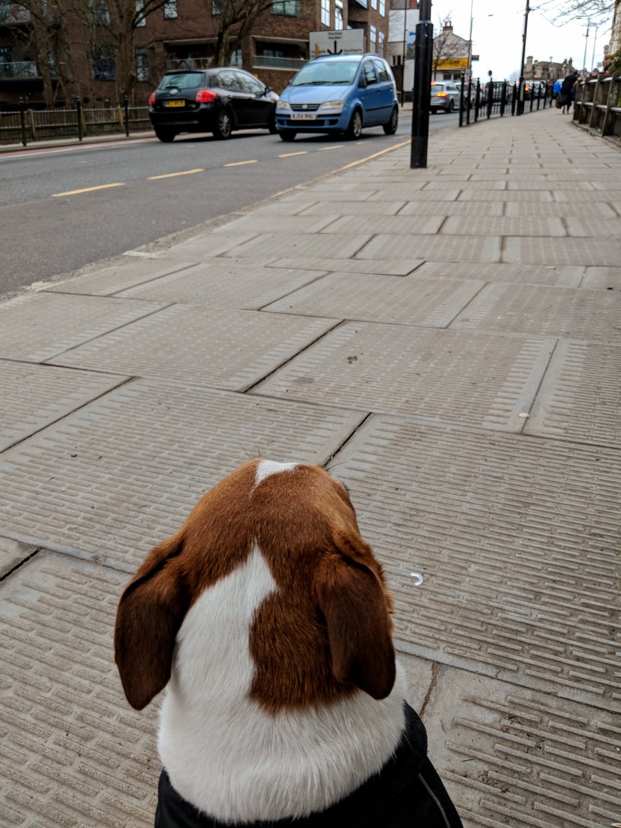 Kobi waiting for the bus like a real Londoner 💂

_________________
#london #ukdogs #londonbus #travellingdog #dogs #animals #dogsoftwitter #londonlife
