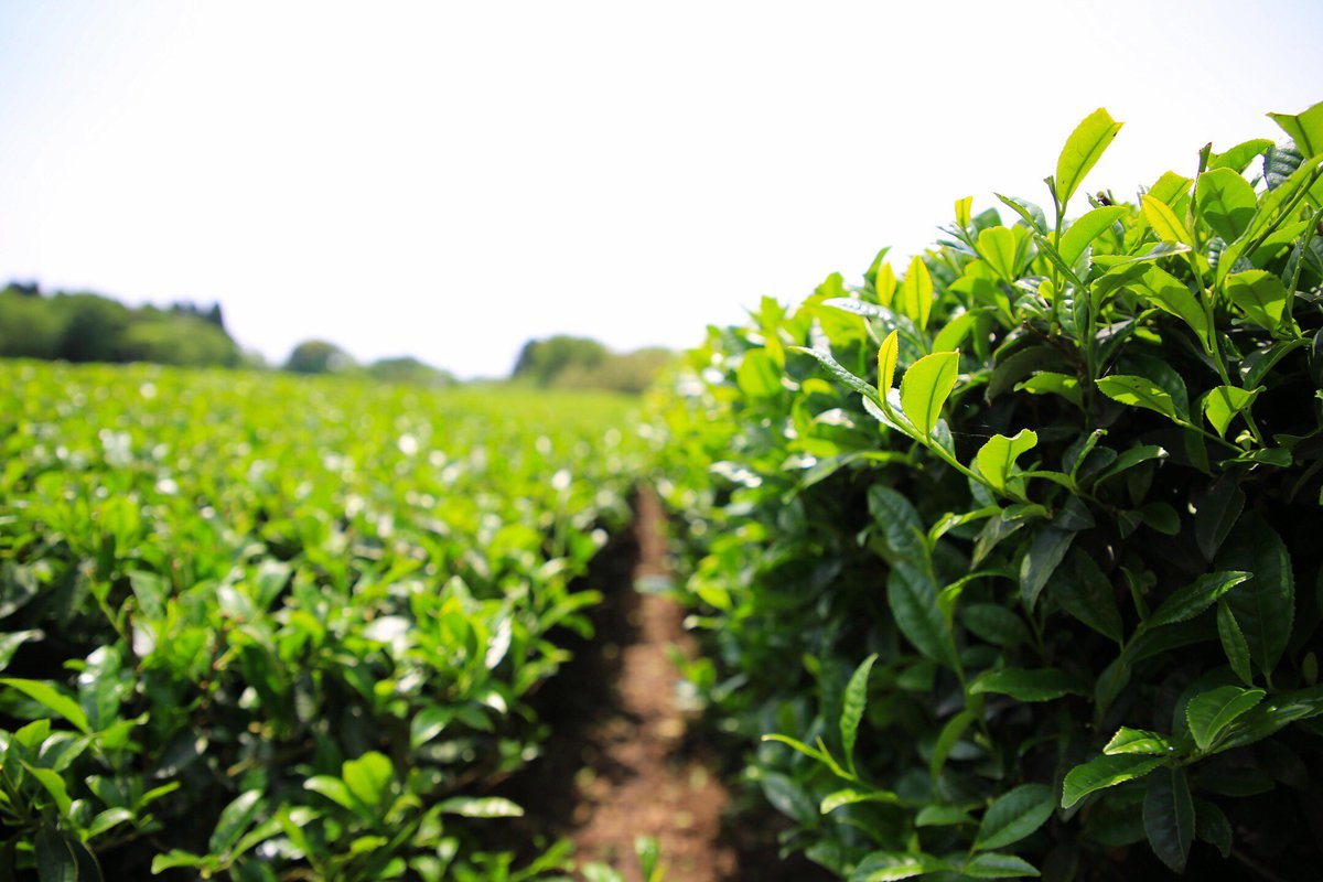 BlissBrew's tweet photo. We're excited to share our masterful Shincha tea lots with you from our pristine #tea estates, available now! #BlissBrew #TeaFact #tealover https://t.co/Vg8z6TIQkp