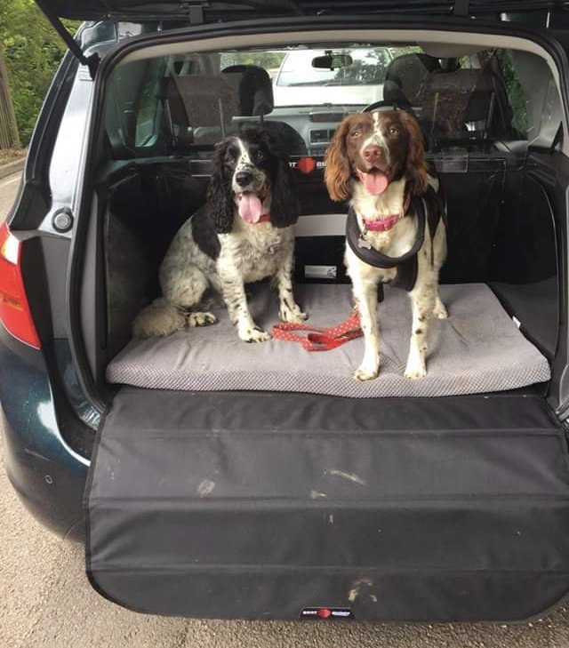 Is there such a thing as a grumpy spaniel? 😊 🐾 🐾   #YorkshireHour #NorthWestHour #EastMidlandsHour #ShropshireHour #CambsHour #OxHour #MidlandsHour #DevonHour #SalisburyHour #suahour #woofwoofwednesday #WarwickHour #westmidlandshour #CardiffHour #StaffordshireHour