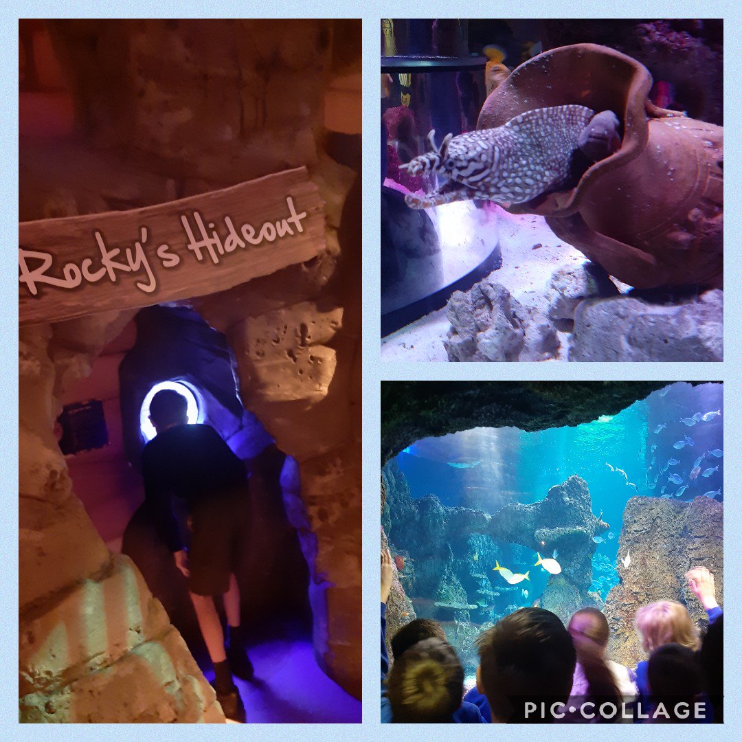 msjoanneedge's tweet photo. Had an amazing day @SEALIFEAquarium with Y4. Super impressed with their underwater knowledge thank you for letting me tag along #theyknowtheirstuff #saveourocean #learningoutsidetheclassroom 🐋🐬🐟🦀🐠🐳🐢 https://t.co/jNmXQexLJd