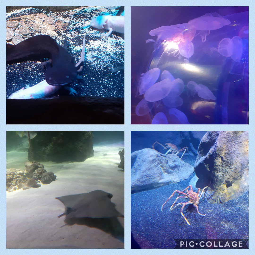 msjoanneedge's tweet photo. Had an amazing day @SEALIFEAquarium with Y4. Super impressed with their underwater knowledge thank you for letting me tag along #theyknowtheirstuff #saveourocean #learningoutsidetheclassroom 🐋🐬🐟🦀🐠🐳🐢 https://t.co/jNmXQexLJd