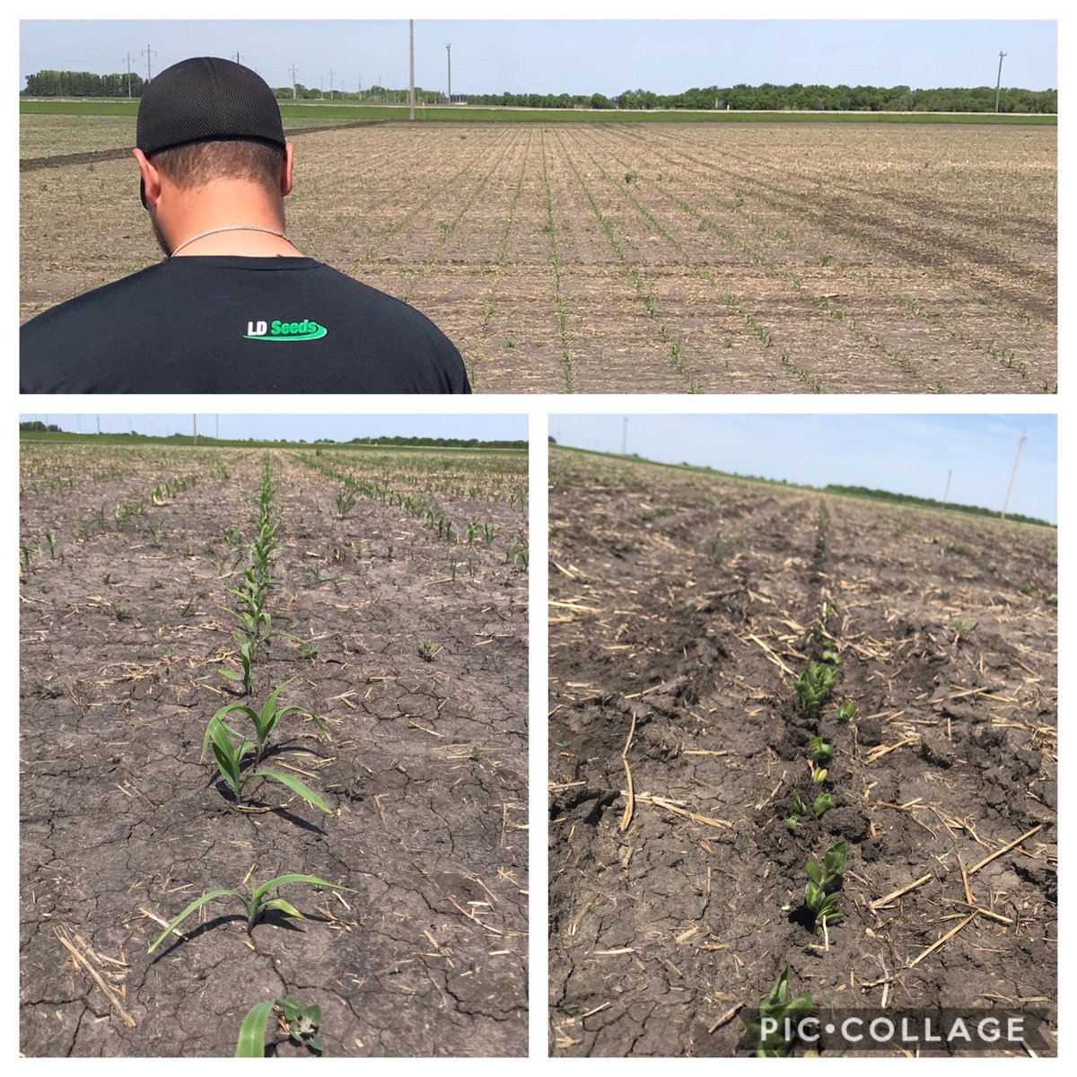 LD Seeds Plot is emerging very nice in this heat today.