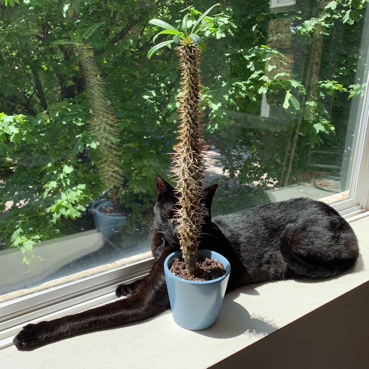 RyanBrowneArt's tweet photo. Ca(t)ctus photo. #simonsthebest #cactus #cat #catctus https://t.co/nde3Br1IIg