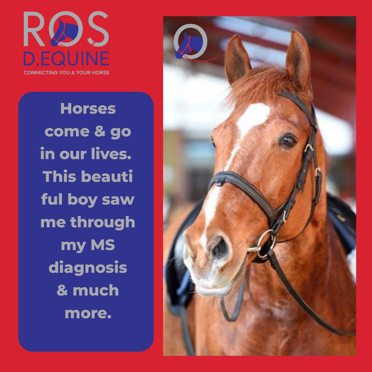 #TheDressageHour tweet media