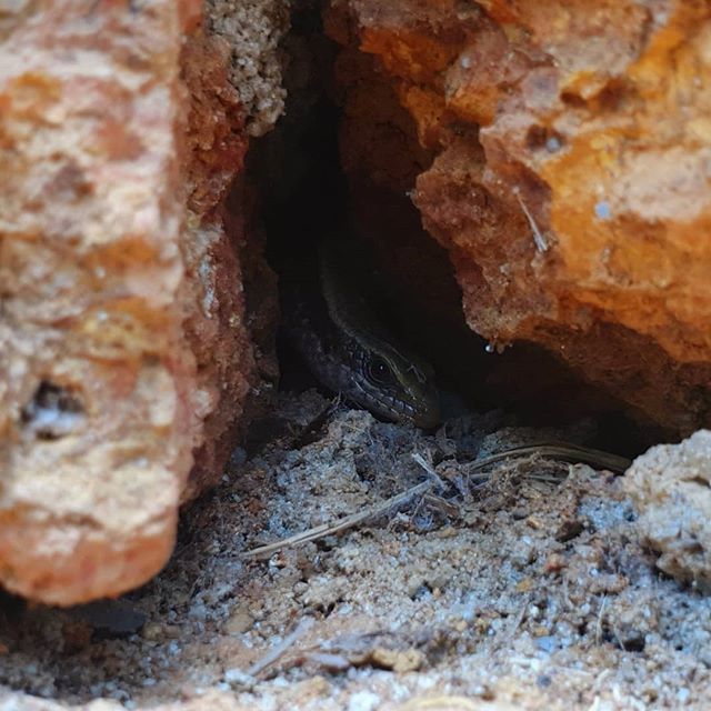 Ganapativs's tweet photo. Look who's here 🙃
#india #reptile #lizard #westernalligatorlizard #anguidae #northernalligatorlizard #skink #scaledreptile #walllizard #alligatorlizard #sagebrushlizard #westernfencelizard #anole #dragonlizard #adaptation #lacerta #whiptail #gecko https://t.co/xEnCRoPTCV https://t.co/F8PBbRojhy