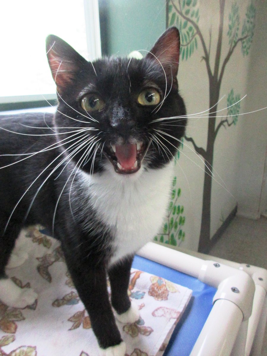 Too good a photo not to share! June is #adoptasheltercatmonth
Be a part of the movement and take a spunky shelter cat home today!
See all of our available cats here: chemungspca.org/available-cats…