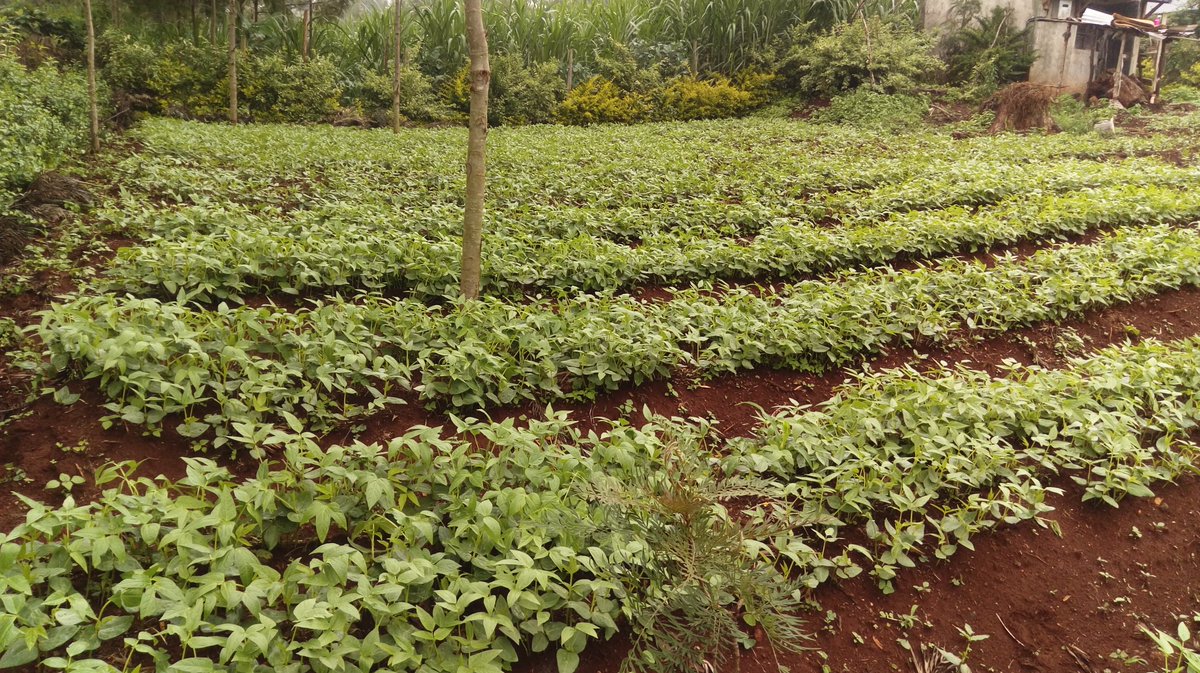 Getting ready to hit the market with fresh organic kunde. Place your orders 
#womeninAg #youthinAg #youthinAgribizKe #AgribusinessTalk254
#WorldEnvironmentDay #moneyinTheSoil #ukulimasioushamba