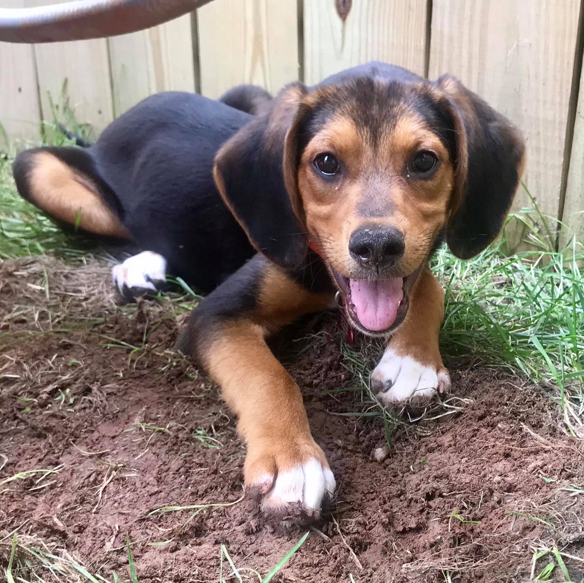 Meet all our adoptable pets, check out our adoption policies and fees, and fill out an application today to make one of our rescued animals a part of your family! 🐾 novapetsalive.org/adopt ❤️ #adoptdontshop #rescues