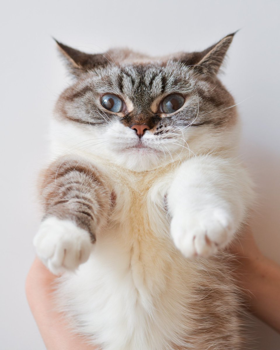 pookymunchkin's tweet photo. @catsofinstagram #twitterweek #catsofinstagram 

Caption: Pooky squishy face and chubby cheeks

IG: littlemunchiepooky https://t.co/eeByUX2Kdf