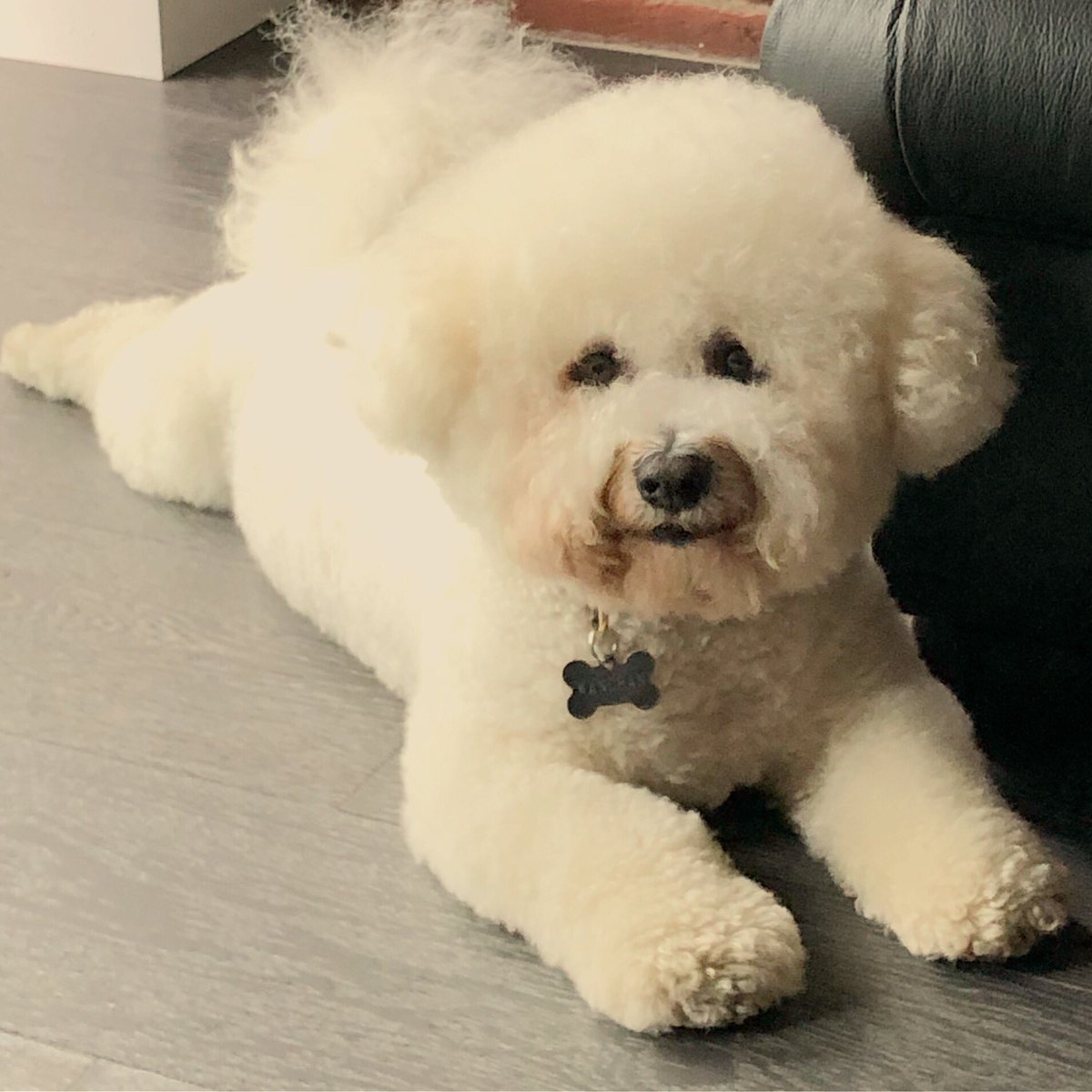wanchanwood's tweet photo. Feeling fresh @BowWowLDN #groomingday #bestinlondon https://t.co/c8P8MzYw0W