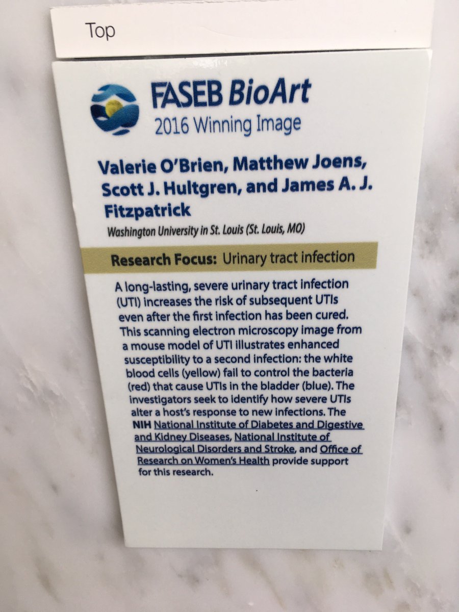 HultgrenLab's tweet photo. Nice to see some @HultgrenLab and @wuccilab work from @ValeriePOBrien up at the NIH in Lister Hill. We have always had a great time working with the @wuccilab. Looking forward to even greater work in the future! https://t.co/Keo59zhBRx