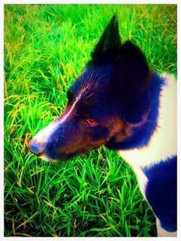 rosiedoc666's tweet photo. JACK #missing FOUR YEARS 31/12/14 he was #SPOOKED by #FIREWORKS & never seen again #LittleBarningham #Norfolk
At NEW YEAR we saw on the DOGLOST link 'there's been a part of me gone since I've not had him by my side'
DOES ANYONE KNOW WHAT HAPPENED TO JACK?💔 https://t.co/5brCAcRLYl