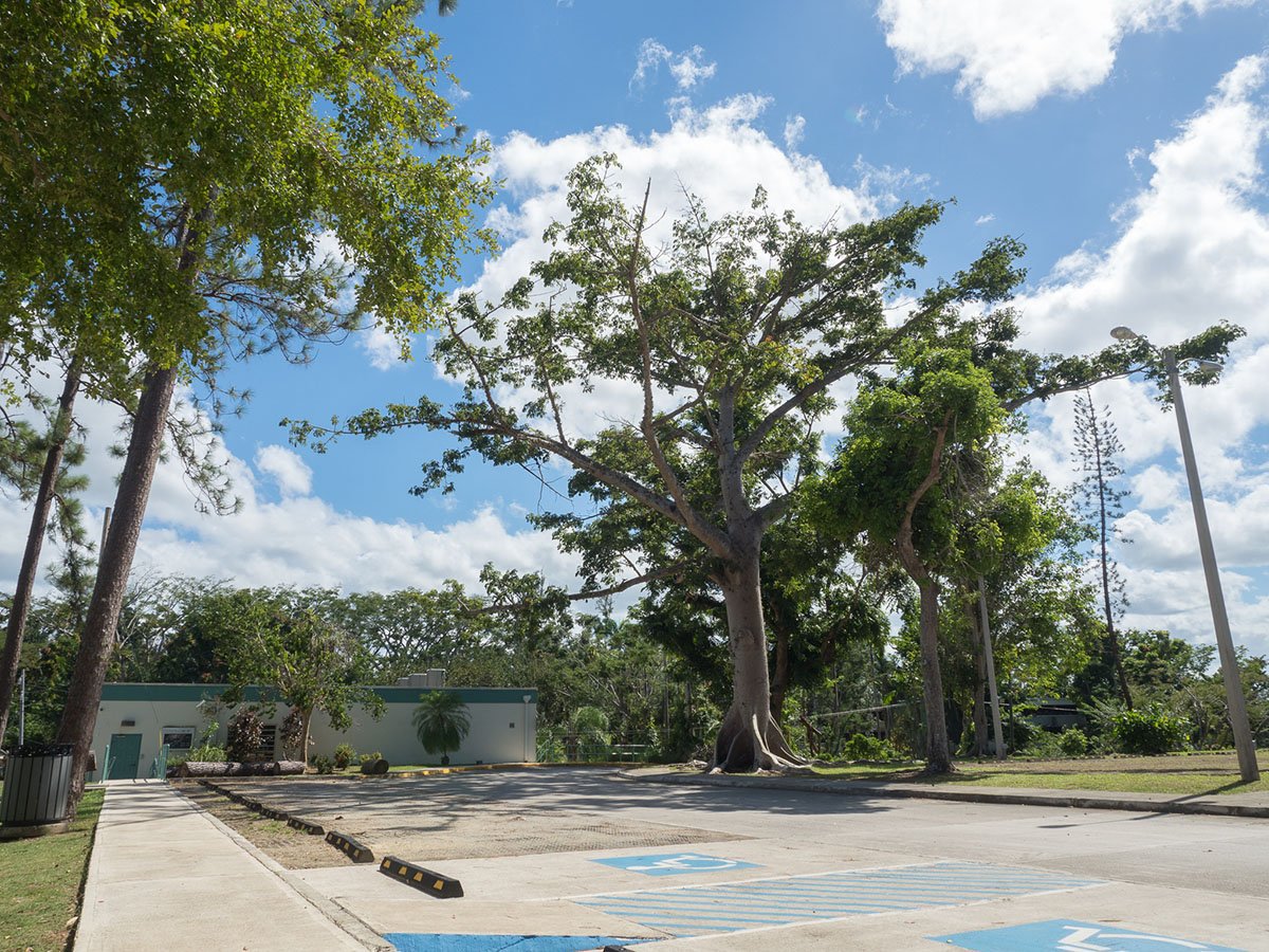 International Institute of Tropical Forestry tweet media