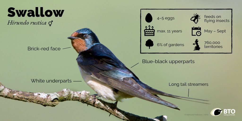 BTO (@_bto) on Twitter photo Swallows, along with other migrants, are a true sign of summer. But how do you know which small bird is flying overhead? Weāve got an ID video to help you get started: bit.ly/SwallowID
#Springwatch <a href="/BBCSpringwatch/">BBC Springwatch</a> Swallows, along with other migrants, are a true sign of summer. But how do you know which small bird is flying overhead? Weāve got an ID video to help you get started: bit.ly/SwallowID
#Springwatch <a href="/BBCSpringwatch/">BBC Springwatch</a>