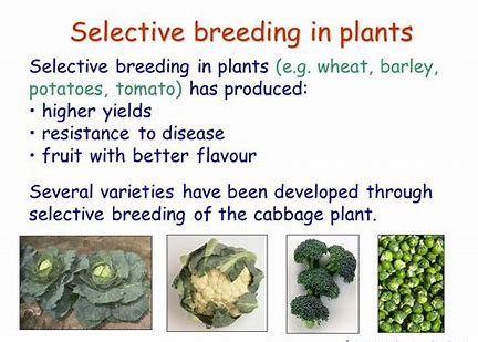 HarryGriff3's tweet photo. Selective breeding is the process of choosing organisms with desirable traits and breeding them. #leregentsreview https://t.co/aZJ1yYnG7Q