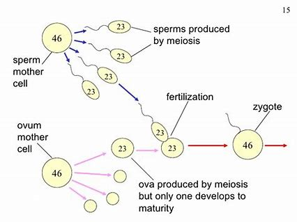 HarryGriff3's tweet photo. After fertilization, the zygote has twice the chromosomes of each gamete. #leregentsreview #fertilization https://t.co/Entyyp9u2j