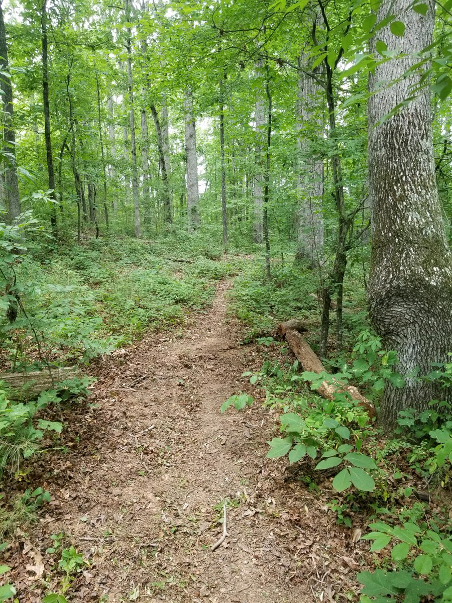 EHS_GamedayLIVE's tweet photo. Easley Cross Country working hard this summer! Almost finished clearing some trails and making their own course! #waveallday https://t.co/Wo8vWZMgFz