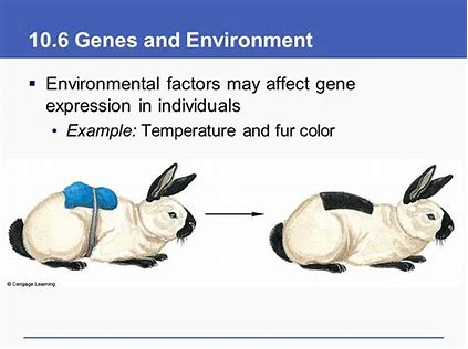 HarryGriff3's tweet photo. Environmental factors can affect gene expression. #leregentsreview #genetics https://t.co/xv2IShu6E2