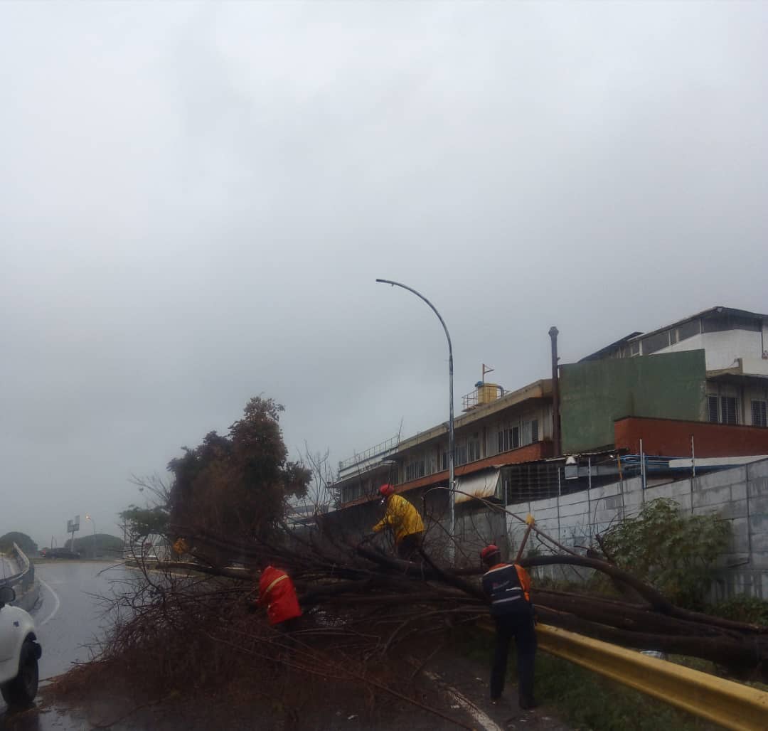 Funcionarios de @PCSucre culminan poda de árbol que se desplomó a la altura del Distribuidor Los Ruices. "Trabajamos para que otros Vivan"