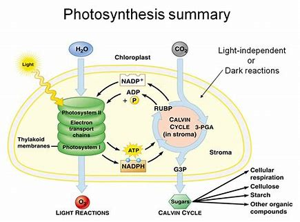 HarryGriff3's tweet photo. 6CO2+6H2O+light energy= C6H12O6+6O2 
#leregentsreview #MrsLanke https://t.co/a0cGo0sLmr