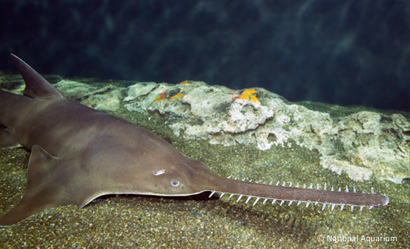 SharkAdvocates's tweet photo. 🙂 #BreakingNews Caribbean Countries Agree to Protect Critically Endangered Largetooth Sawfish! 🇳🇱🇧🇶 Dutch Proposal to List the Species under #CartagenaConvention #SPAWProtocol Succeeds at #CEPCOP15 in Honduras 🇭🇳. News Release: https://t.co/ku8UZlcC3W #WorldEnvironmentDay https://t.co/ZkQXLtqlsJ