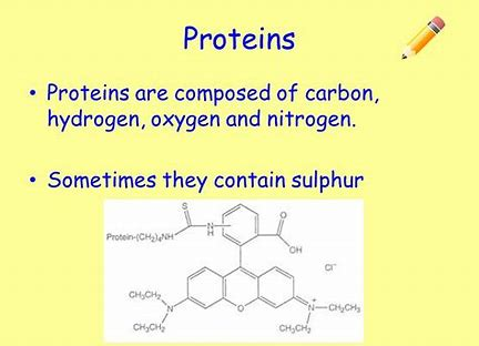 HarryGriff3's tweet photo. Nitrogen is found in proteins, but not lipids or carbs. #leregentsreview #ase https://t.co/peoYXlxPyW