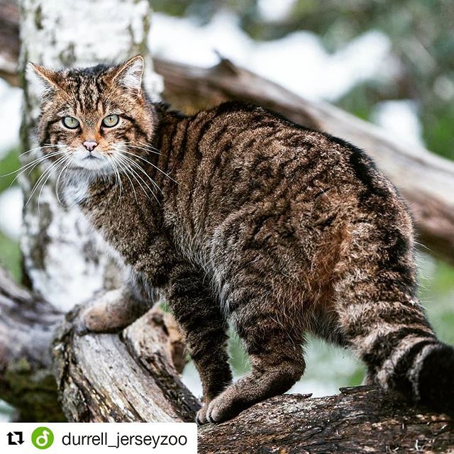 #worldenvironmentday

#Repost @durrell_jerseyzoo (<a href="/get_repost/">Repost</a>)
・・・
We are excited to be teaming up with @vincentwildlifetrust (VWT) to restore Britain's wildcat population outside of Scotland! 🐾🐱
•
One of Britain's rarest mammals, the European wi… bit.ly/2WiPtkK