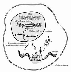 HarryGriff3's tweet photo. mRNA carries instructions to the ribosomes. #leregentsreview #isittranslationortranscription https://t.co/V0nqWRYawH
