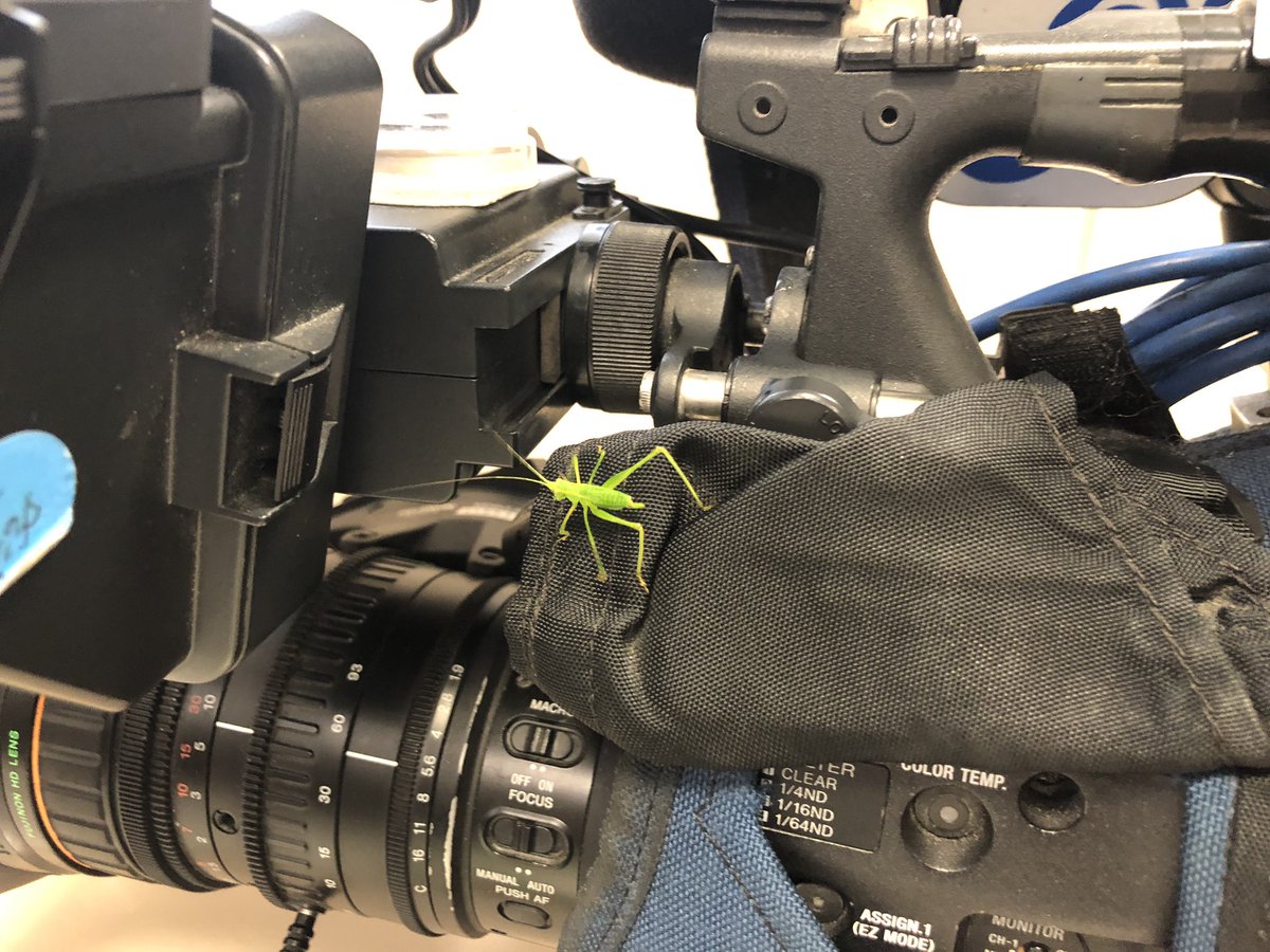 DianesTalking's tweet photo. The new @WUSA9sports mascot as seen at #RedskinsPark 😳 #hemustjointheunionfirst #justanotherworkday @wusa9 https://t.co/FuNfkLeOPH