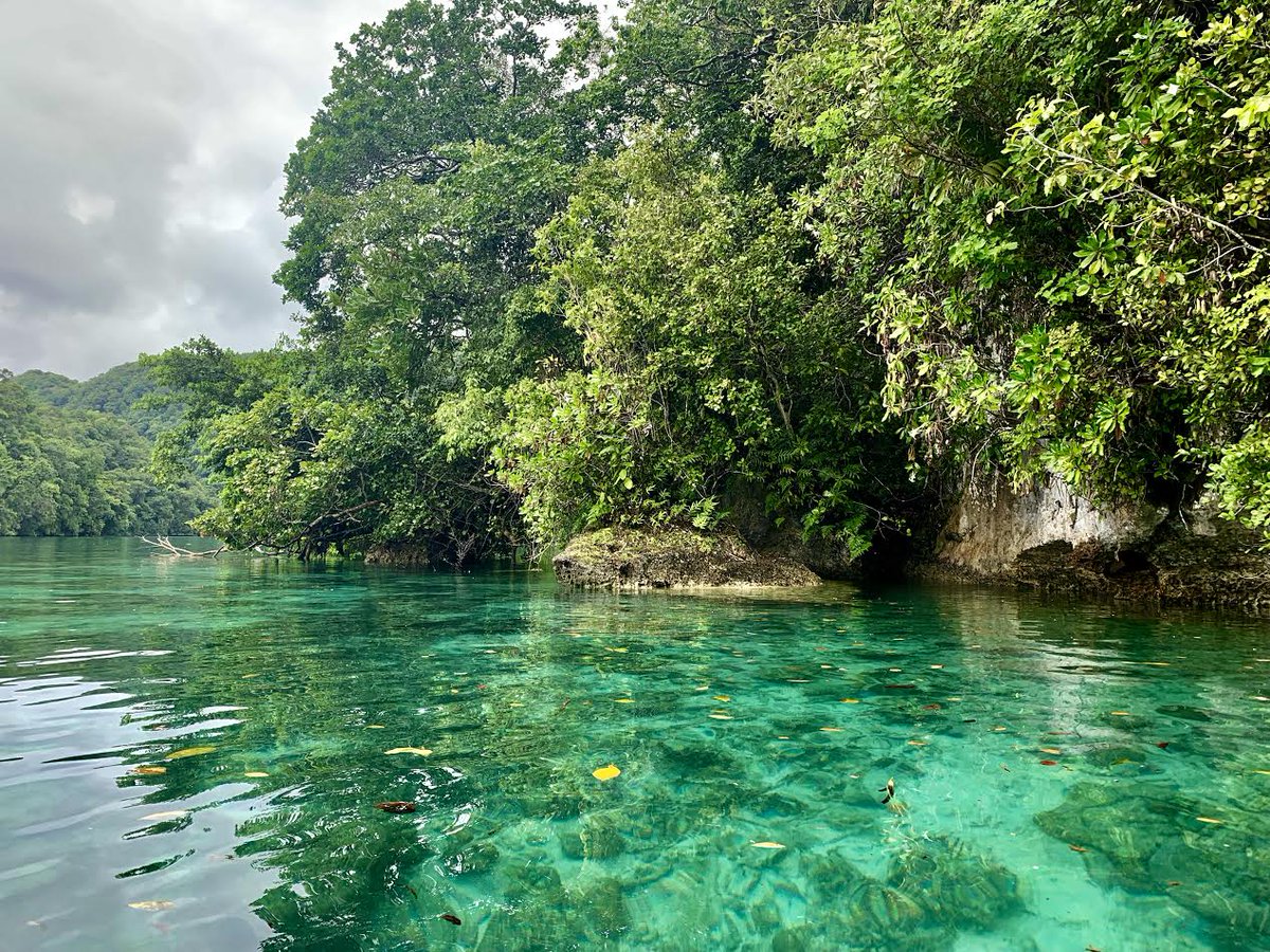 GlobalSI's tweet photo. #WorldEnvironmentDay We were recently in Palau filming a video on the @SmithsonianEnv Palau Orchid Conservation Initiative at this beautiful @UNESCO World Heritage Site. Stay tuned for our upcoming video on this project! 

Tweet us a photo of your favorite environment! #SIGlobal https://t.co/NHN3nmB59i