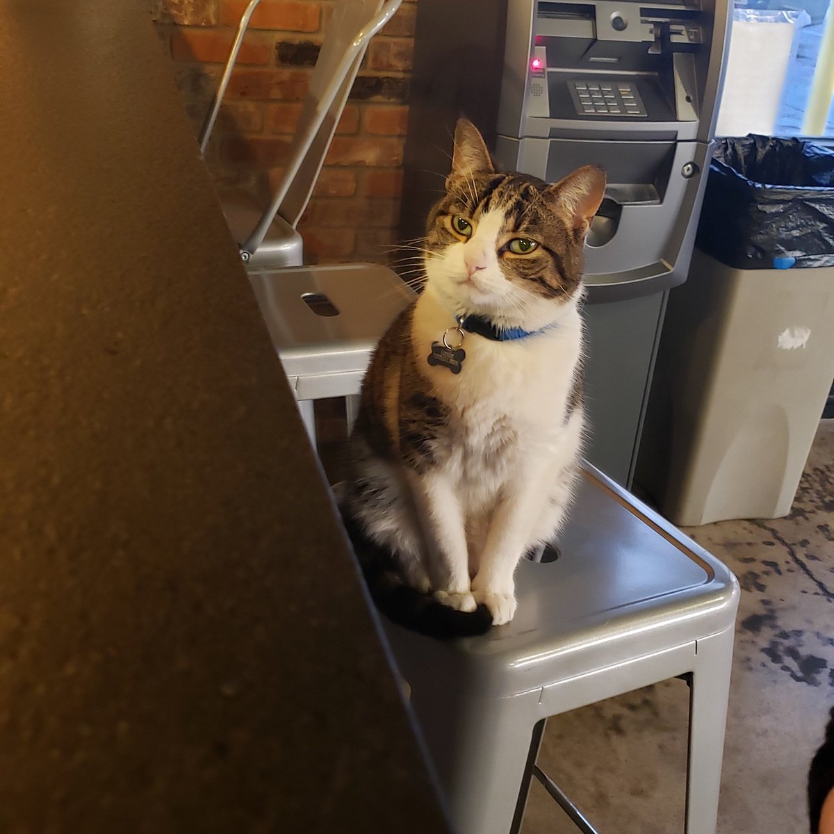 matthewmcd85's tweet photo. Go to a bar, find a cat.#barcat #catsofinstagram #windmill #windmillbrewing #drinklocal #localbrewery #beercat https://t.co/1RWEuMlzeC